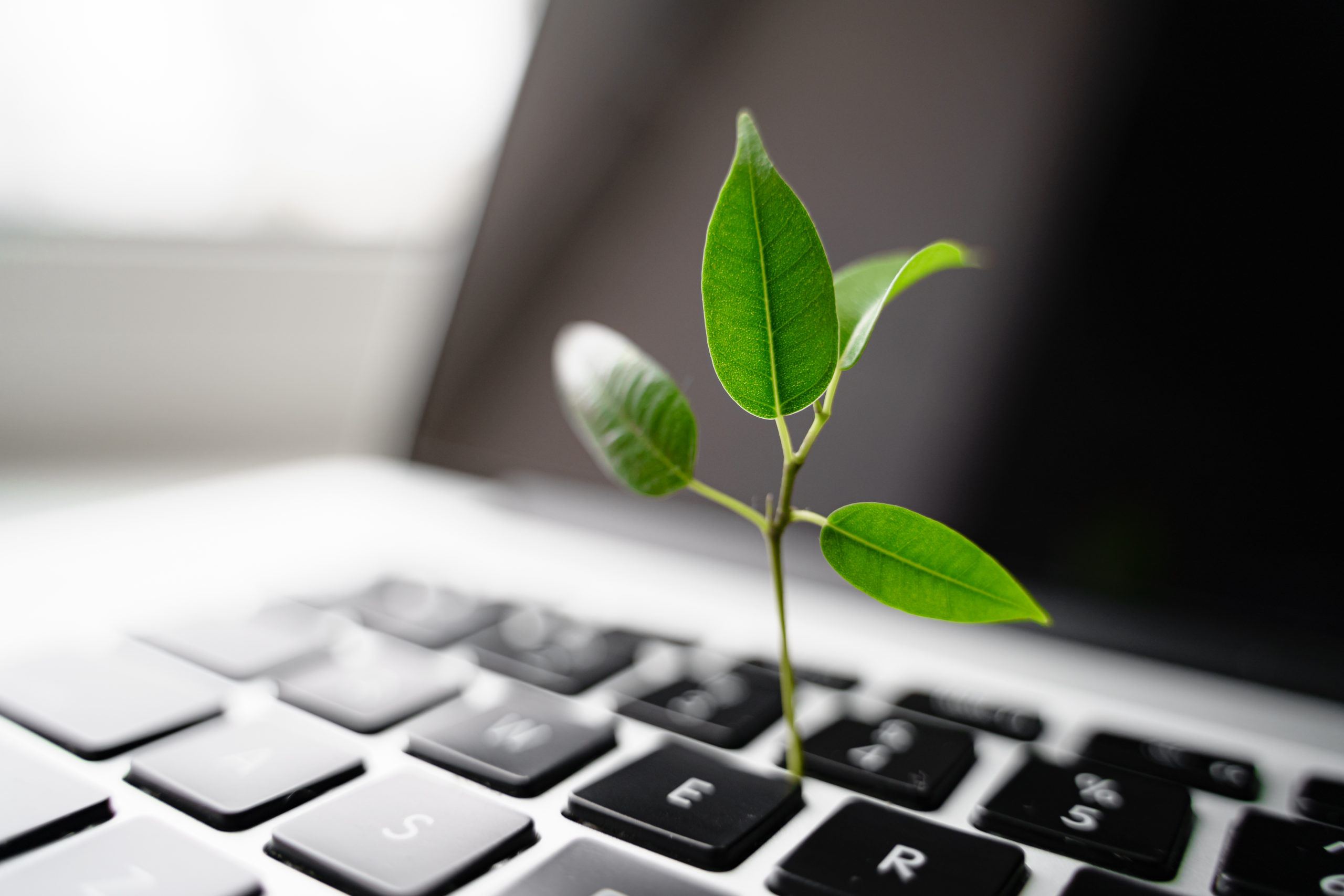 plant growing from laptop keyboard eco friendly environmental green business company concept scaled